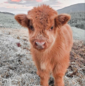 Meet your Posher, Greta